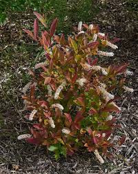 Dwarf Sweetspire - Itea virginica