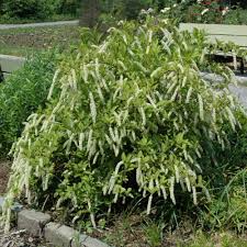 Dwarf Sweetspire - Itea virginica