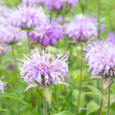 Bee Balm - Monarda fistulosa