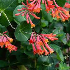 Coral Honeysuckle - Lonicera sempervirens