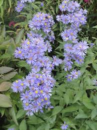 Smooth Blue Aster - Symphyotrichum laeve