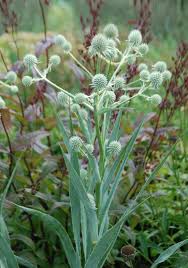 Rattlesnake Master - Eryngium yuccafolium