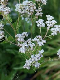Wild Quinine - Parthenium integrifolium