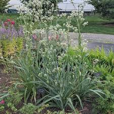 Rattlesnake Master - Eryngium yuccafolium