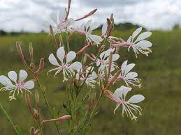 Large-Flowered Gaura / Beeblossom- Gaura longiflora / filiformis