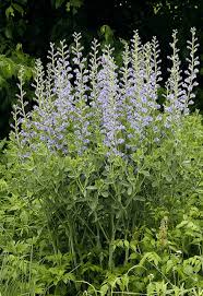 Blue False Indigo - Baptisia australis