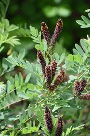 False Indigo Bush - Amorpha fruticosa