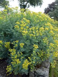 Rue - Ruta graveolens