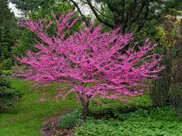 Red Bud - Cercis canadensis