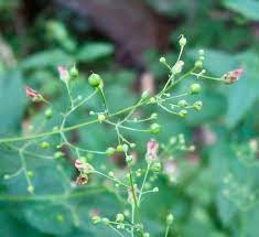 Late Figwort - Scrophularia marilandica
