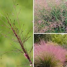 Purple Love Grass - Eragrostis pectinacea