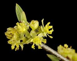 Spicebush - Lindera benzoin