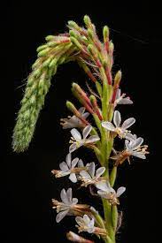 Velvetleaf Gaura - Gaura parviflora/mollis
