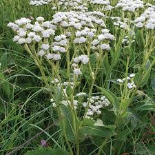 Wild Quinine - Parthenium integrifolium