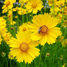 Lanceleaf Coreopsis - Coreopsis lanceolata