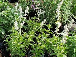 White Mealy Sage - Salvia farinacea
