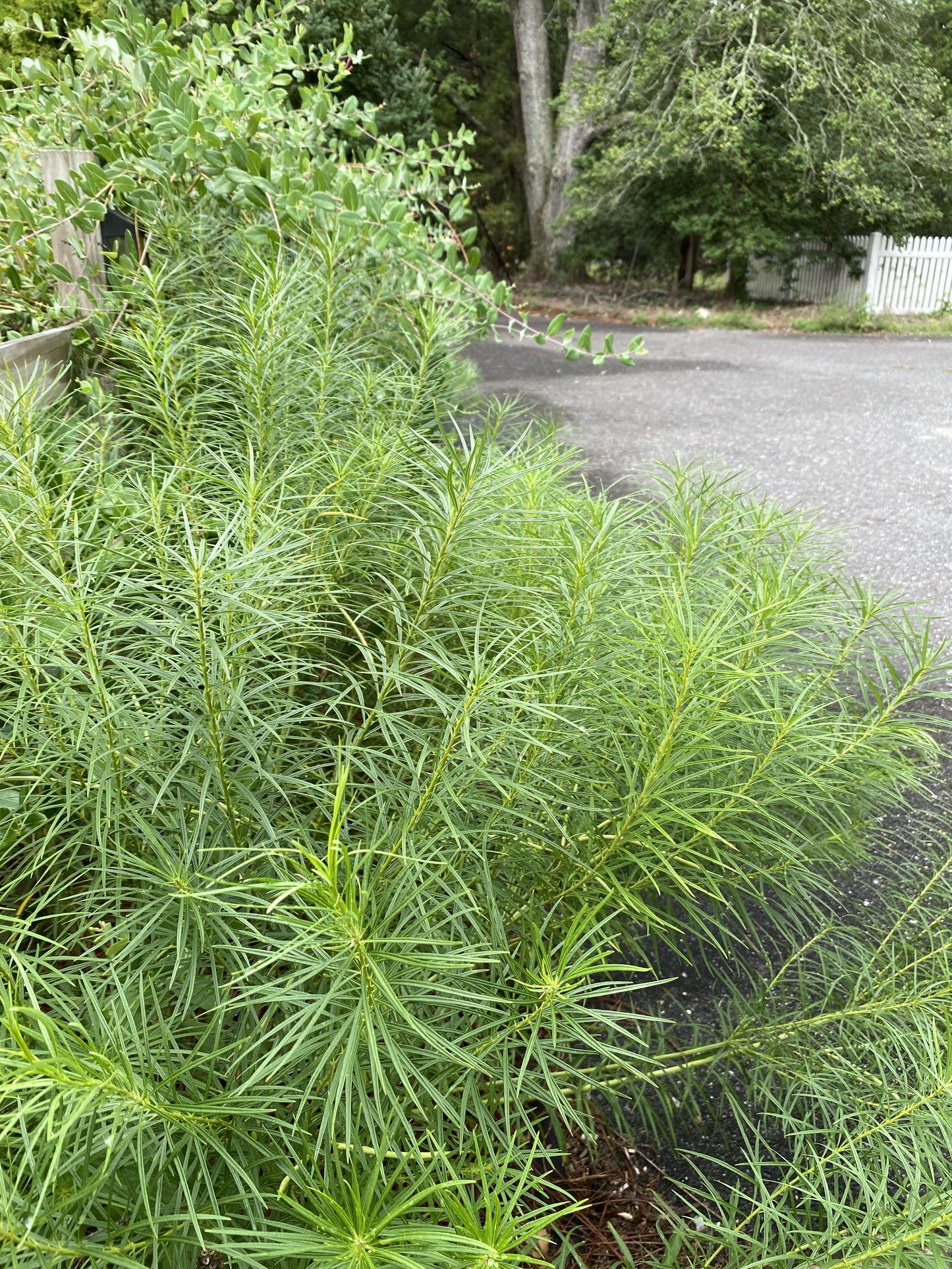Threadleaf Bluestar - Amsonia hubrichtii