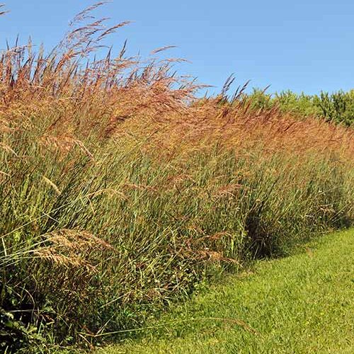 Indian Grass - Sorghastrum nutans