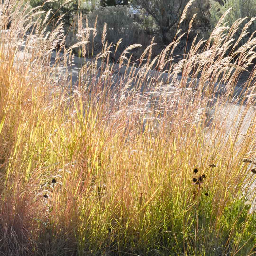 Indian Grass - Sorghastrum nutans