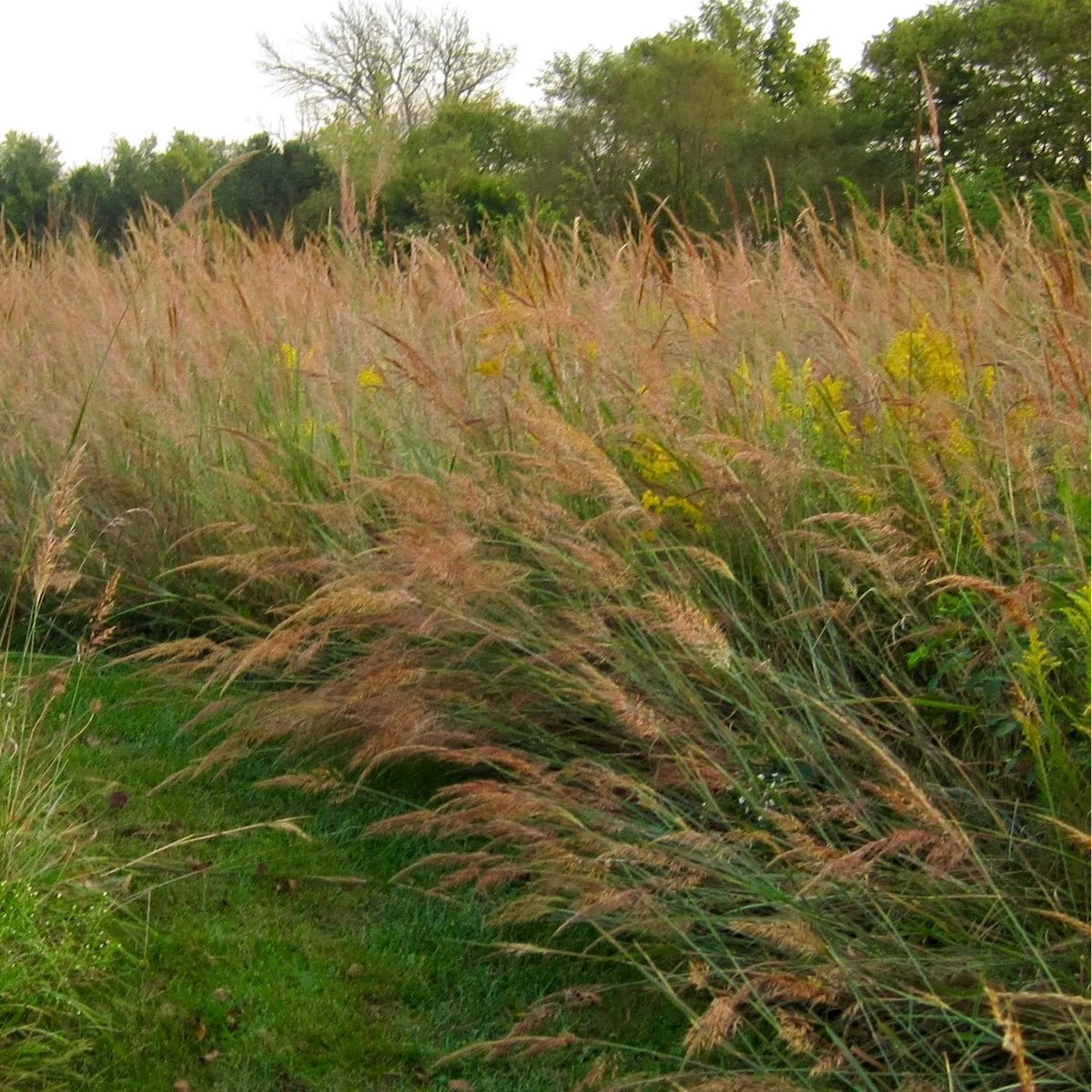 Indian Grass - Sorghastrum nutans