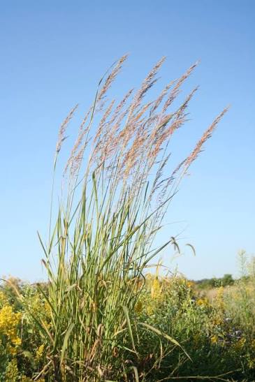 Indian Grass - Sorghastrum nutans