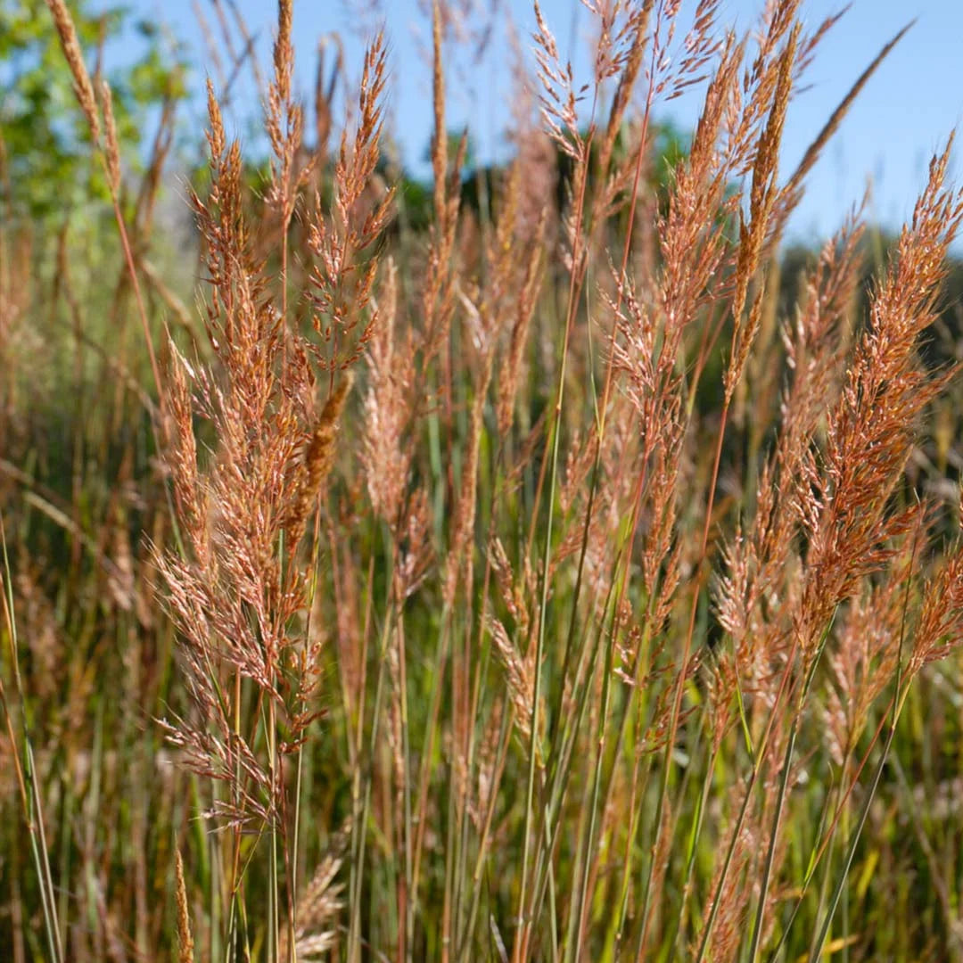 Indian Grass - Sorghastrum nutans