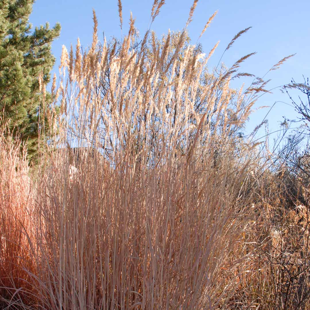 Indian Grass - Sorghastrum nutans