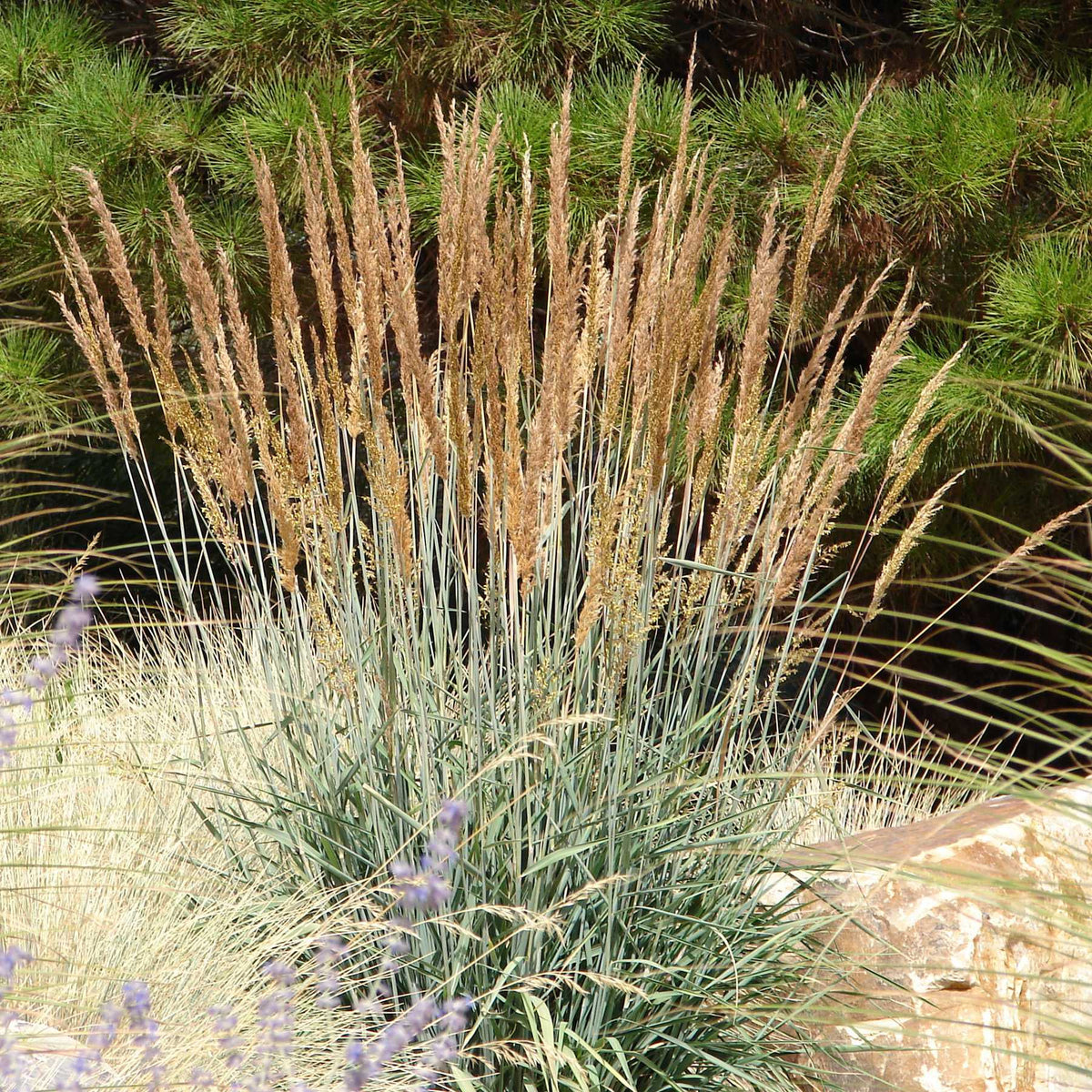 Indian Grass - Sorghastrum nutans
