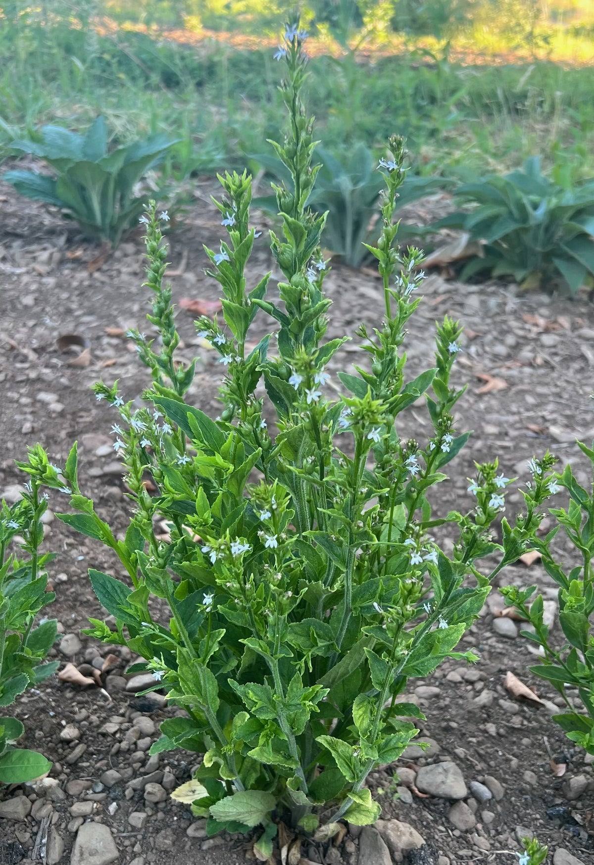 Wild / Indian Tobacco - Lobelia inflata