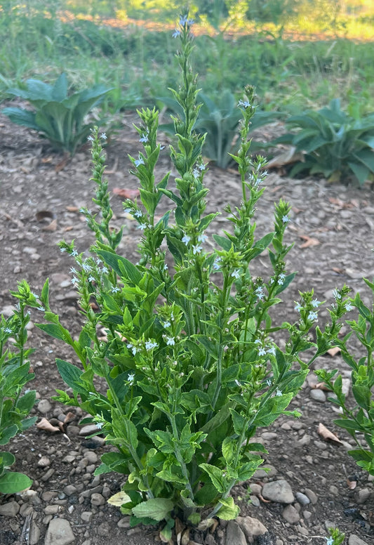 Wild / Indian Tobacco - Lobelia inflata