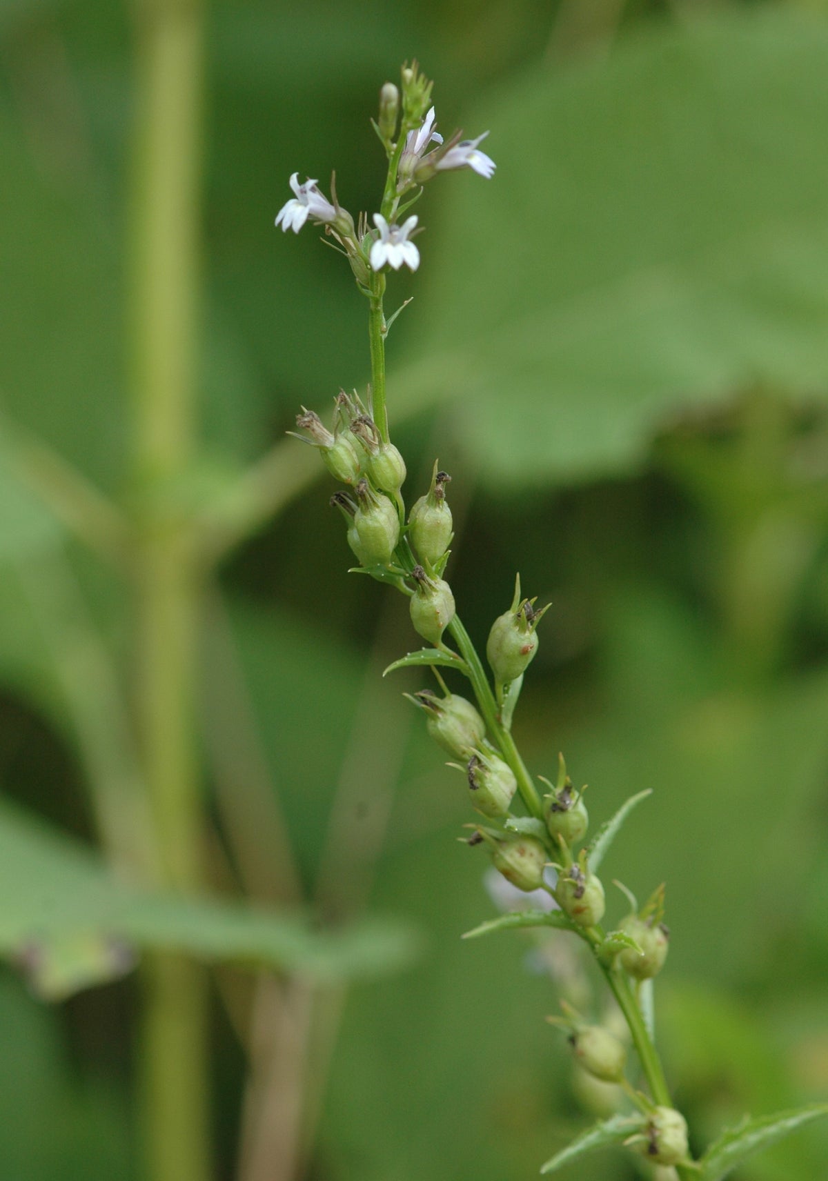 Wild / Indian Tobacco - Lobelia inflata