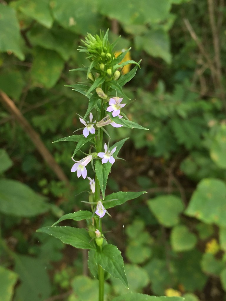 Wild / Indian Tobacco - Lobelia inflata