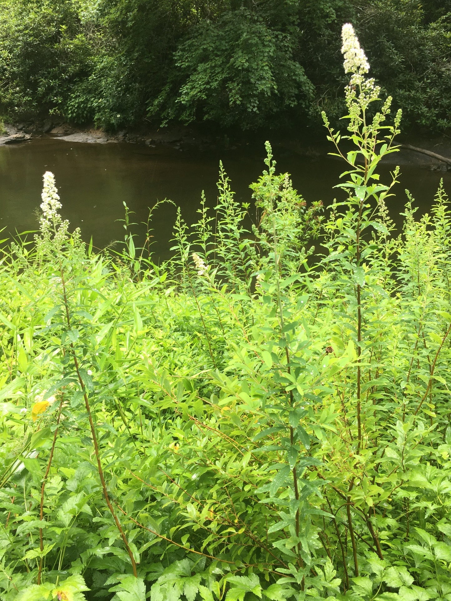 White / Narrowleaf Meadowsweet - Spirea alba