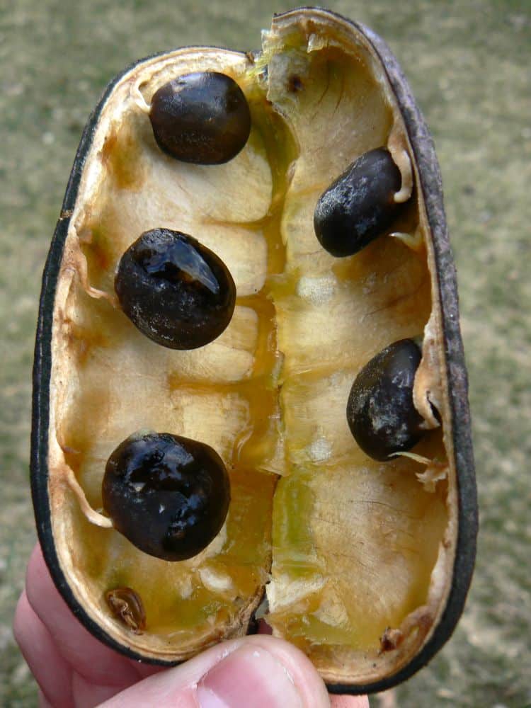 Kentucky Coffee Tree - Gymnocladus dioicus