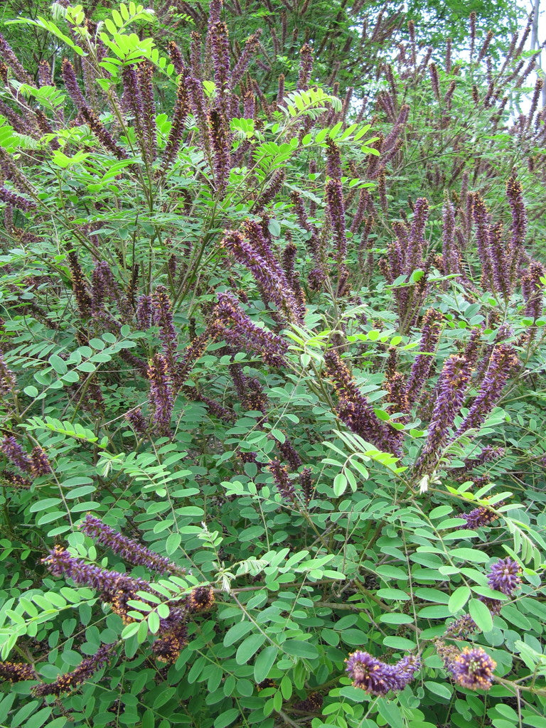 False Indigo Bush - Amorpha fruticosa
