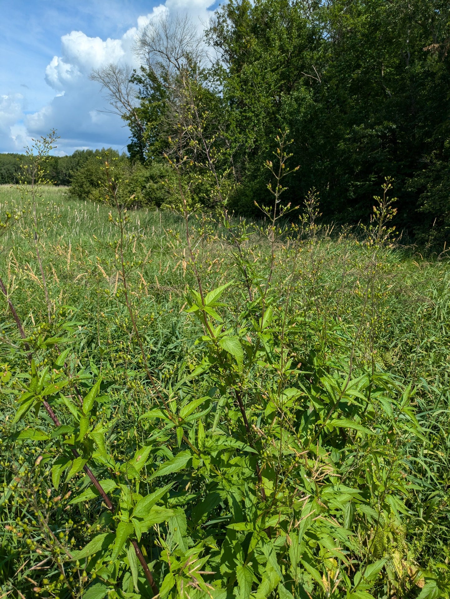 Late Figwort - Scrophularia marilandica