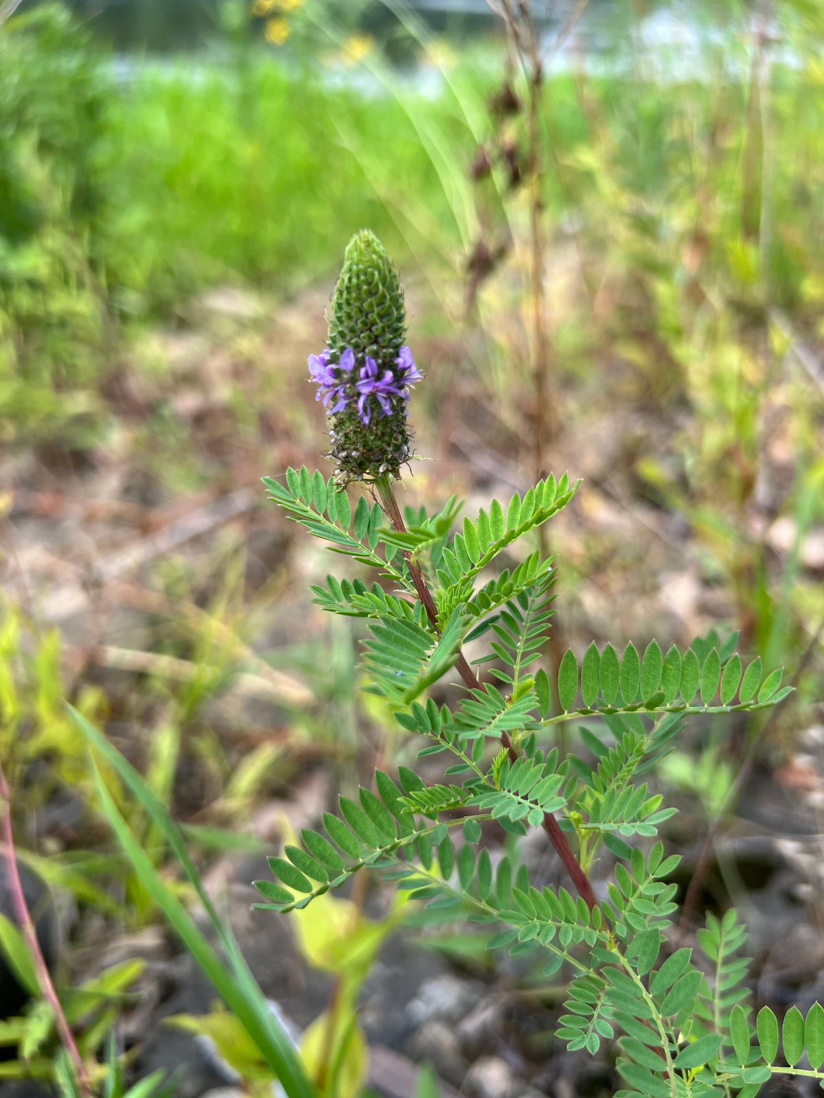 Leafy Prairie Clover - Dalea foliosa