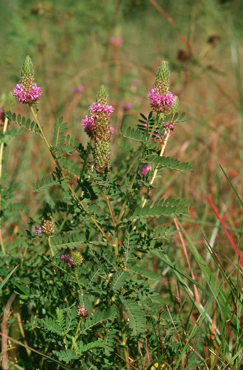 Leafy Prairie Clover - Dalea foliosa