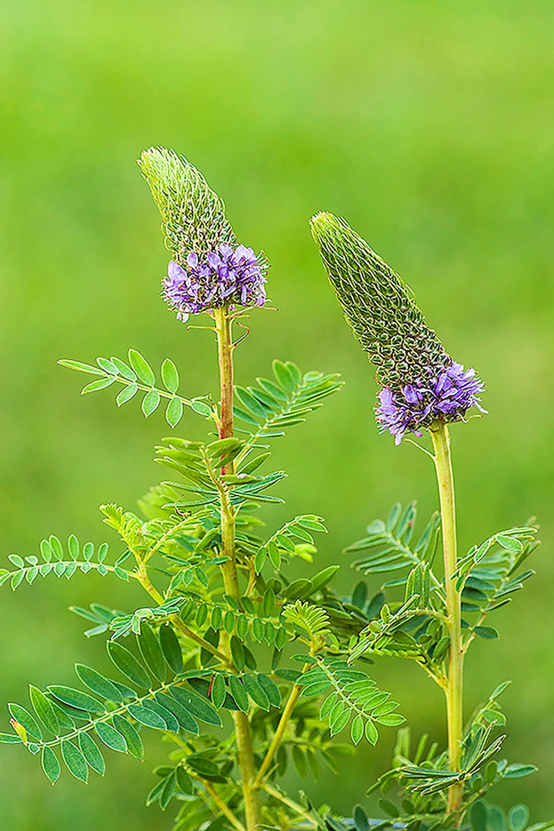 Leafy Prairie Clover - Dalea foliosa