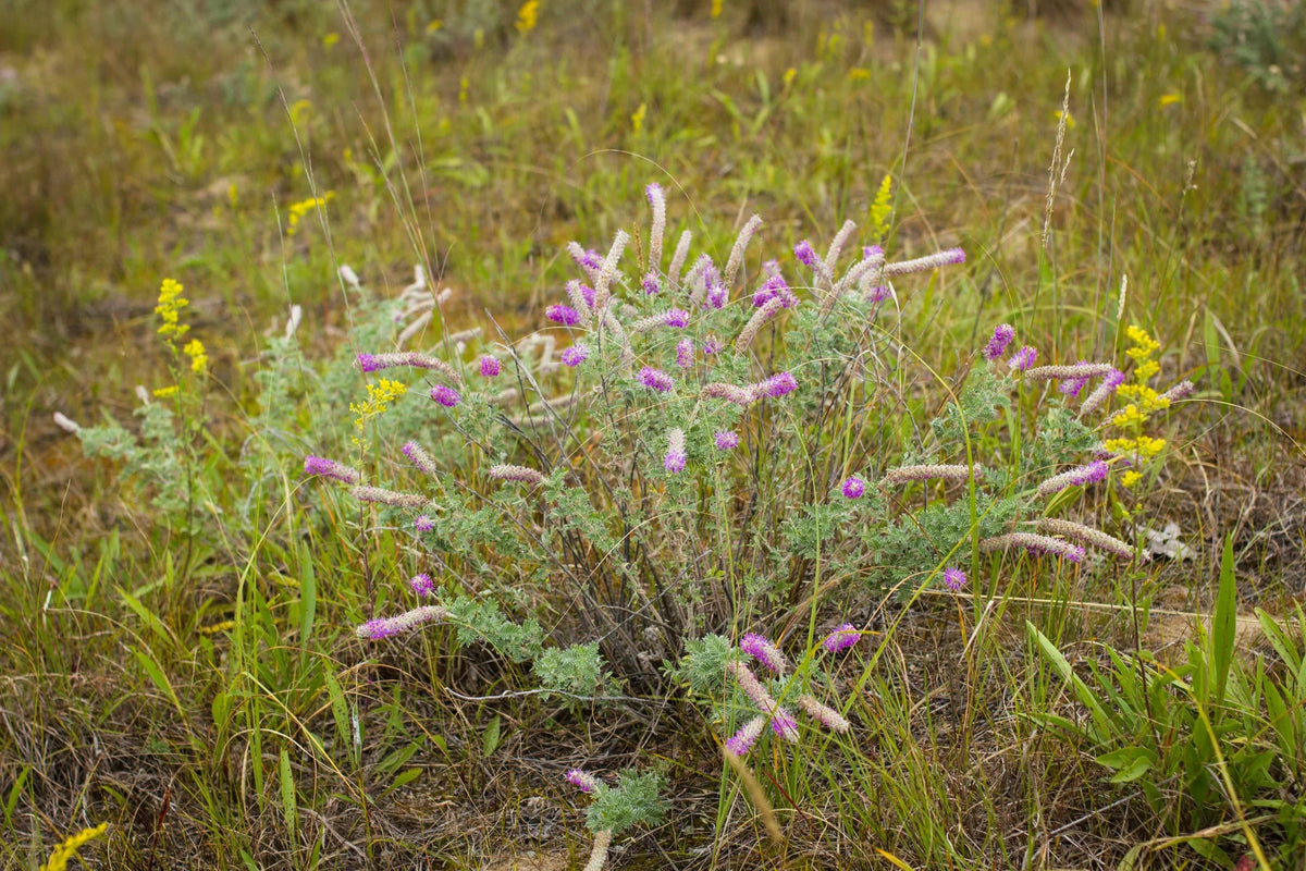 Leafy Prairie Clover - Dalea foliosa