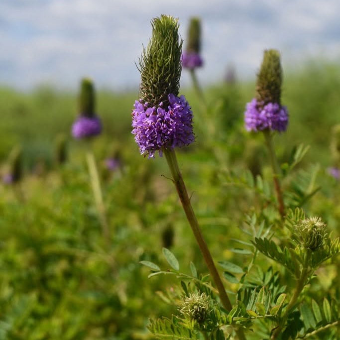 Leafy Prairie Clover - Dalea foliosa