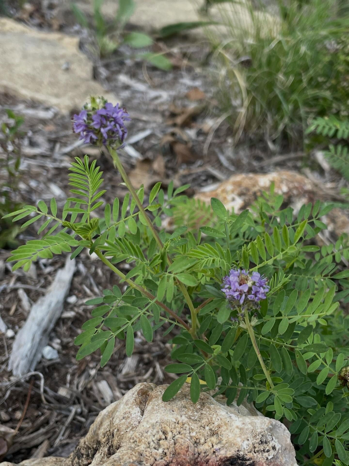 Leafy Prairie Clover - Dalea foliosa