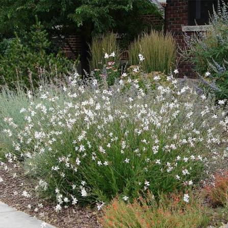 Lindenheim Gaura - Oenothera lindheimeri