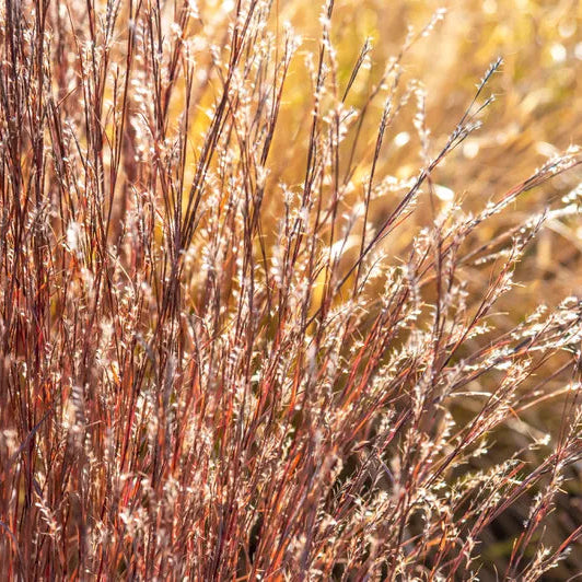 Little Bluestem Grass - Schizachyrium scoparium