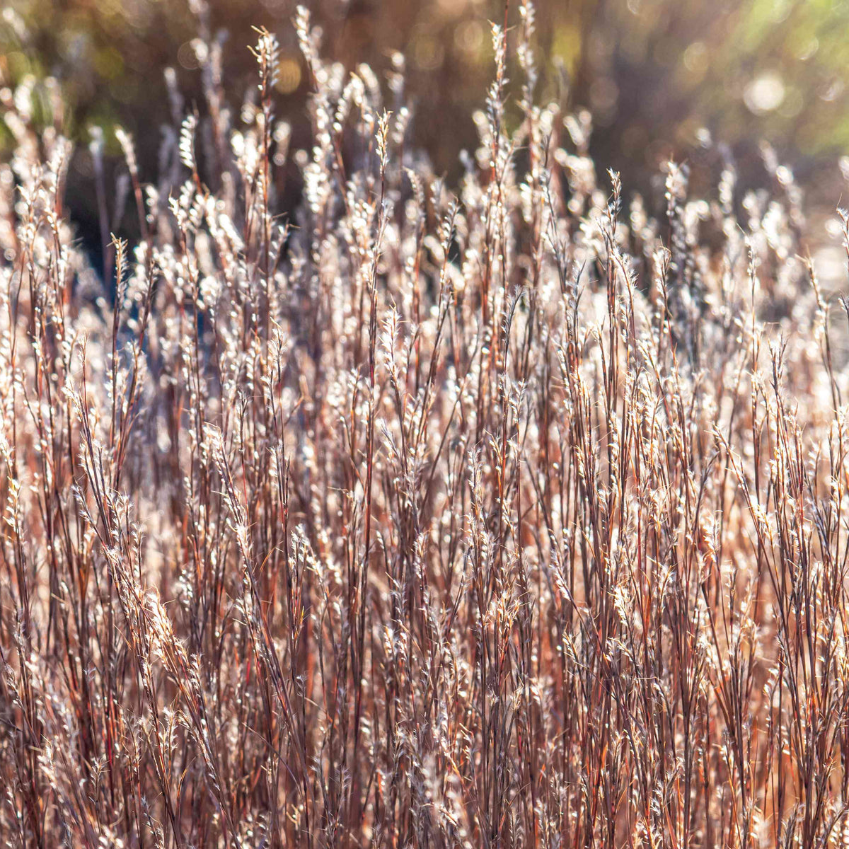 Little Bluestem Grass - Schizachyrium scoparium