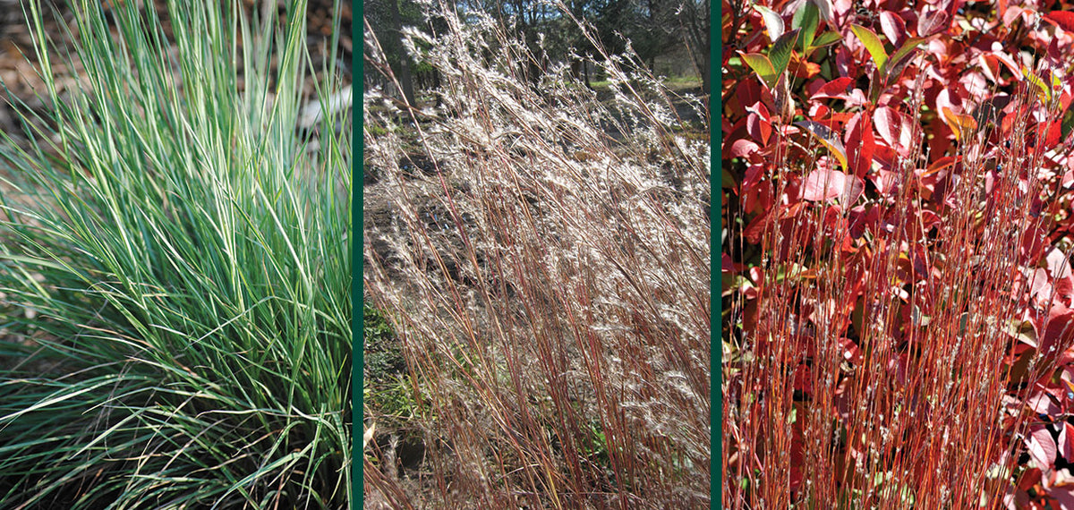 Little Bluestem Grass - Schizachyrium scoparium