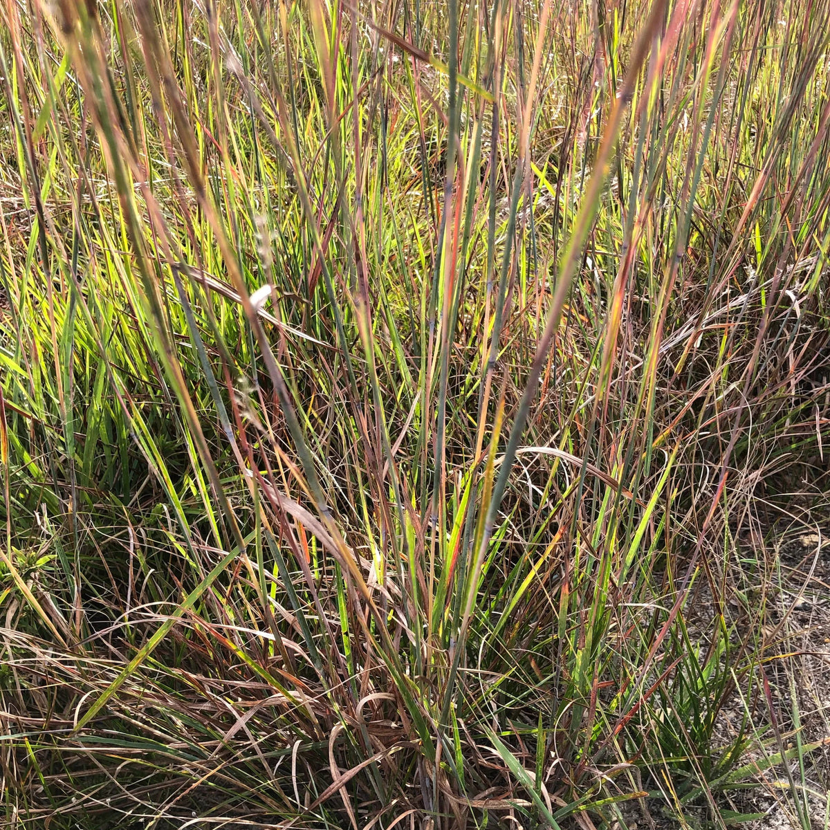 Little Bluestem Grass - Schizachyrium scoparium