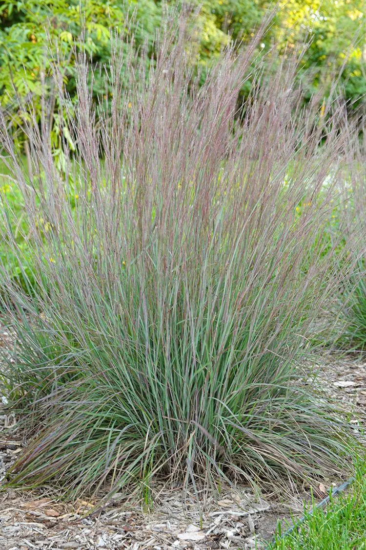 Little Bluestem Grass - Schizachyrium scoparium
