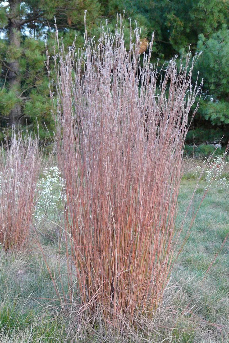 Little Bluestem Grass - Schizachyrium scoparium