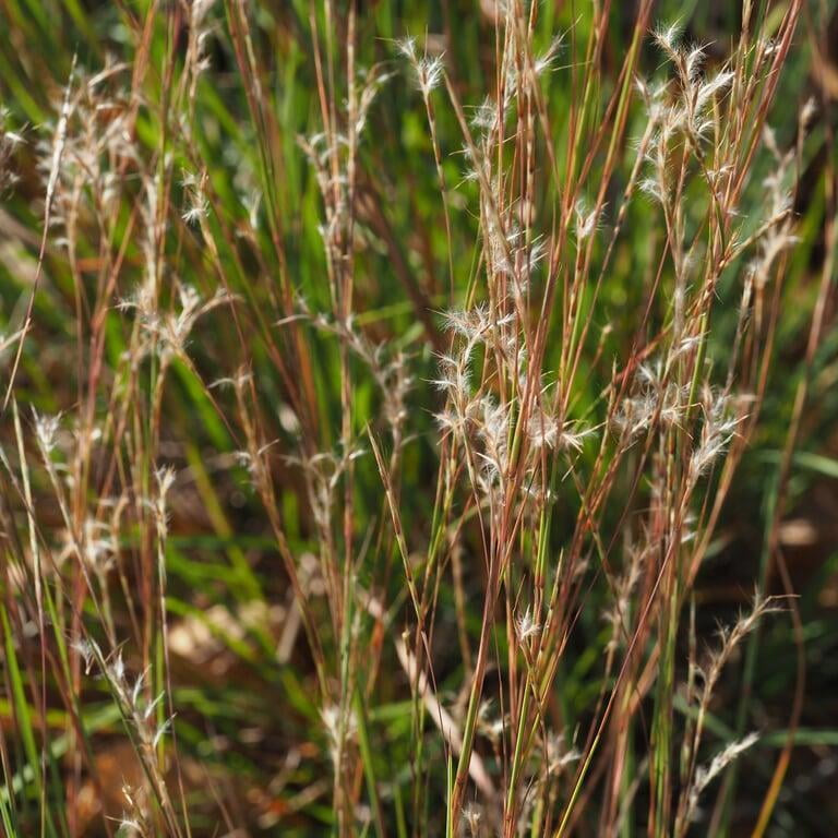 Little Bluestem Grass - Schizachyrium scoparium